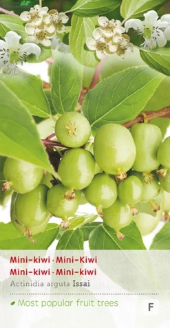 Actinidia Arguta 'Issai'