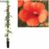 Campsis T. Madame Galen -Tuinplanten Benodigdheden campsis t madame galen 598x600 62a4af8ead708 l