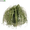 Carex 'Feather Falls' 5 Liter Pot 1 Carex 'Feather Falls' 5 Liter Pot -Tuinplanten Benodigdheden carex feather falls 5 liter pot 600x600 62077c23077f1 l