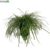 Carex Oshimensis 'Evercream' 5 Liter Pot -Tuinplanten Benodigdheden carex oshimensis evercream 5 liter pot 600x600 6206f734c0397 l