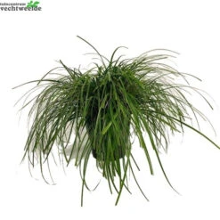 Carex Oshimensis 'Evercream' 5 Liter Pot
