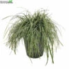 Carex Oshimensis 'Everest' 5 Liter Pot 1 Carex Oshimensis 'Everest' 5 Liter Pot -Tuinplanten Benodigdheden carex oshimensis everest 5 liter pot 600x600 644c355e1844a l