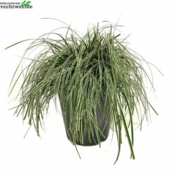 Carex Oshimensis 'Everest' 5 Liter Pot