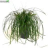 Carex 'Ribbon Falls'® 5 Liter Pot -Tuinplanten Benodigdheden carex ribbon falls 5 liter pot 600x600 62078484f1eef l
