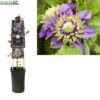 Clematis Flor. Taiga PBR 3.0 P16 -Tuinplanten Benodigdheden clematis flor taiga pbr 3 0 p16 1000x1000 6206f51fb8bc5 l