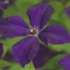Clematis Vit. 'Polish Spirit' -Tuinplanten Benodigdheden clematis vit polish spirit 376x327 640f3c12de81b l