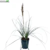 Cortaderia Se. 'Minipampas' H80/+cm. -Tuinplanten Benodigdheden cortaderia se minipampas h80 cm 450x450 6207bac431ed3 l