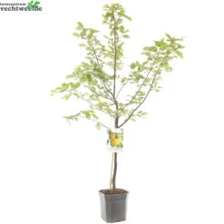 Cydonia Oblonga -Tuinplanten Benodigdheden cydonia oblonga 1500x1500 62093e1e9538b l