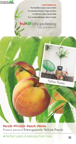 Dwergperzik 'Yellow Peach'