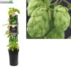 Humulus Lupulus 'Nordbrau'