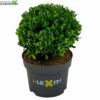 Ilex Crenata 'Dark Green'® -Tuinplanten Benodigdheden ilex crenata dark green 741x728 640f03c89c0c9 l