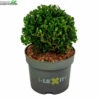 Ilex Crenata 'Dark Green'®