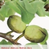 Juglans Regia Buccaneer Spil -Tuinplanten Benodigdheden juglans regia buccaneer spil 395x569 62079a72bfe84 l