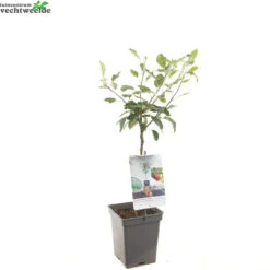 Malus D. 'Cox's Orange Pippin' -Tuinplanten Benodigdheden malus d cox s orange pippin 1500x1500 620937c96877d l