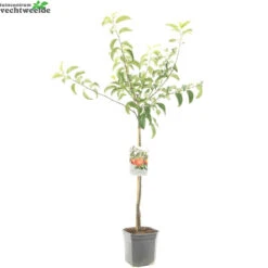 Malus D. 'Rode Boskoop' -Tuinplanten Benodigdheden malus d rode boskoop 1500x1500 62093e19eb664 l