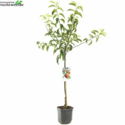 Malus D. 'Rode Jonagold' -Tuinplanten Benodigdheden malus d rode jonagold 1500x1500 6464dfe15accc l