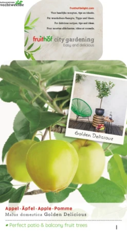 Malus Dom. Golden Del. Patio Vp5