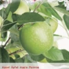 Malus Dom. Granny Smith P27 H120cm -Tuinplanten Benodigdheden malus dom granny smith p27 h120cm 397x568 62075d45f06c2 l