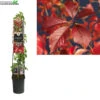 Parthenocissus Engelmannii 3.0 -Tuinplanten Benodigdheden parthenocissus engelmannii 3 0 1000x1000 62072e10f3854 l