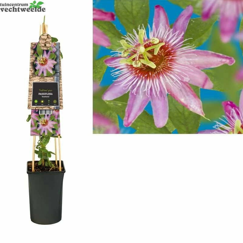 Passiflora 'Anastasia' 3 Passiflora 'Anastasia'