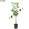 Prunus Av Regina WT P24 -Tuinplanten Benodigdheden prunus av regina wt p24 800x800 62a36c15ed400 l