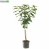 Prunus Av Sunburst WT P24 -Tuinplanten Benodigdheden prunus av sunburst wt p24 800x800 62a36c16a624d l