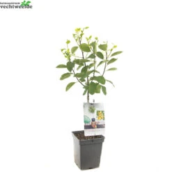 Prunus D. 'Mirabelle De Nancy' -Tuinplanten Benodigdheden prunus d mirabelle de nancy 1500x1500 62093ed896e1a l