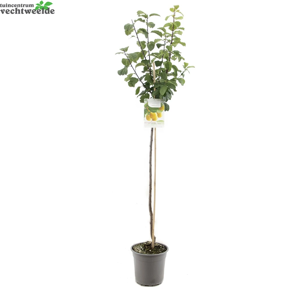 Prunus D. R Cl. DOullin P27 H120cm 4 Prunus D. R Cl. DOullin P27 H120cm - Afbeelding 2