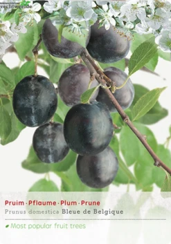 Prunus Dom. Bleu De B P32 H180cm