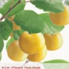 Prunus Dom. Reine Cl. DOullins P24 -Tuinplanten Benodigdheden prunus dom reine cl doullins p24 397x573 6464dfbeceee9 l