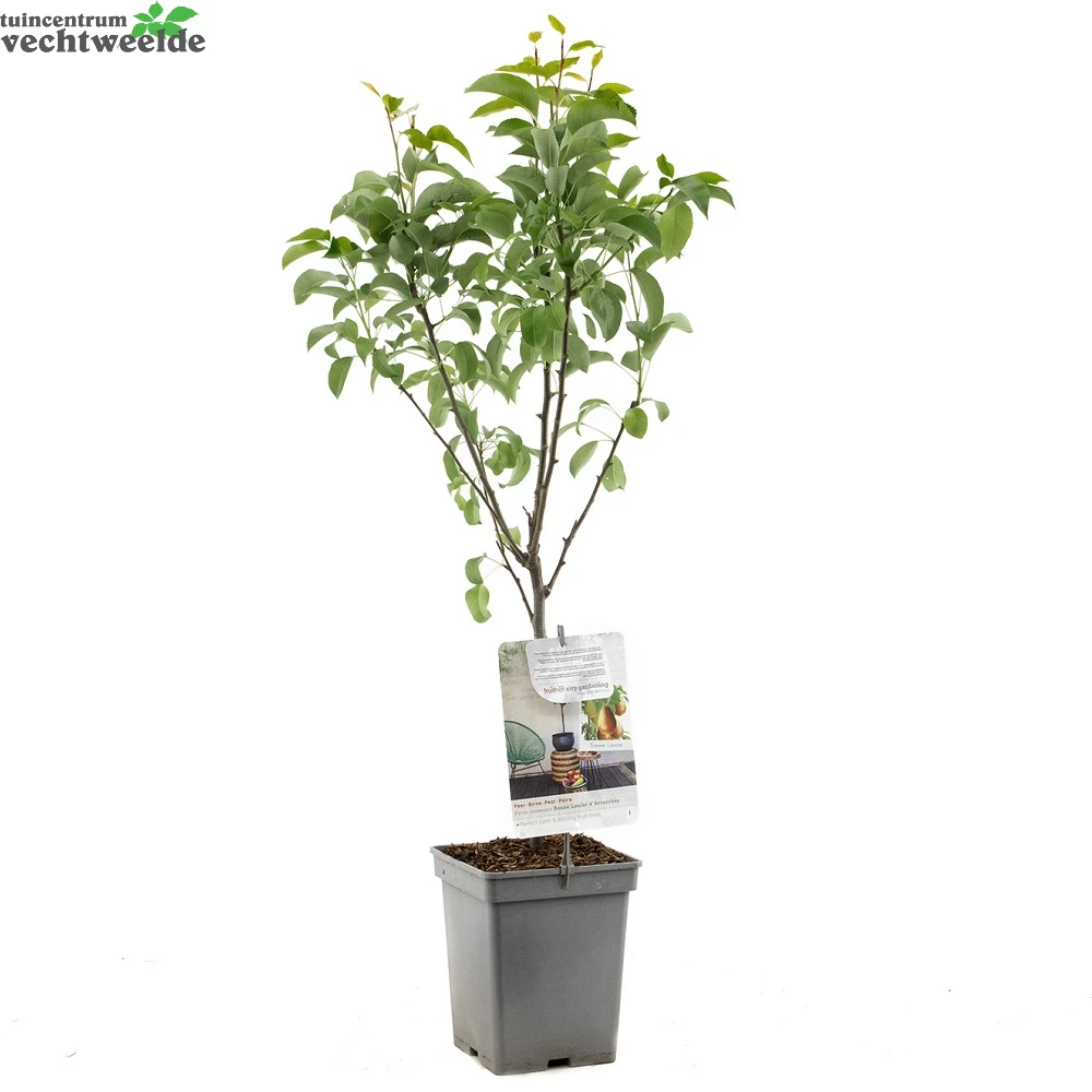 Pyrus Bonne Louise DAvranches P22 4 Pyrus Bonne Louise DAvranches P22 - Afbeelding 2