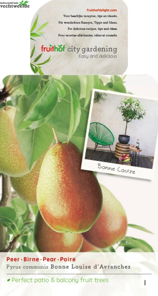 Pyrus Bonne Louise DAvranches P22 3 Pyrus Bonne Louise DAvranches P22