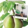 Pyrus C. 'Beurré Hardy' -Tuinplanten Benodigdheden pyrus c beurre hardy 533x1000 62079ea955988 l