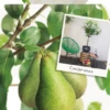 Pyrus C. 'Conference' -Tuinplanten Benodigdheden pyrus c conference 533x1000 62071e9a2c998 l