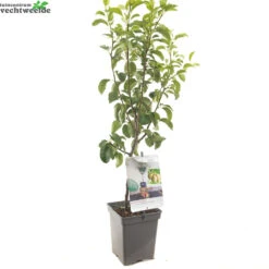 Pyrus C. 'Doyenné Du Comice' -Tuinplanten Benodigdheden pyrus c doyenne du comice 1500x1500 62093edb7becd l