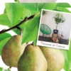 Pyrus C. 'Doyenné Du Comice' -Tuinplanten Benodigdheden pyrus c doyenne du comice 533x1000 62071e989edc1 l
