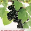 Ribes N. Zwarte Bes Leivorm Vp5 -Tuinplanten Benodigdheden ribes n zwarte bes leivorm vp5 396x572 62071a7a46913 l