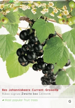 Ribes N. Zwarte Bes Leivorm Vp5