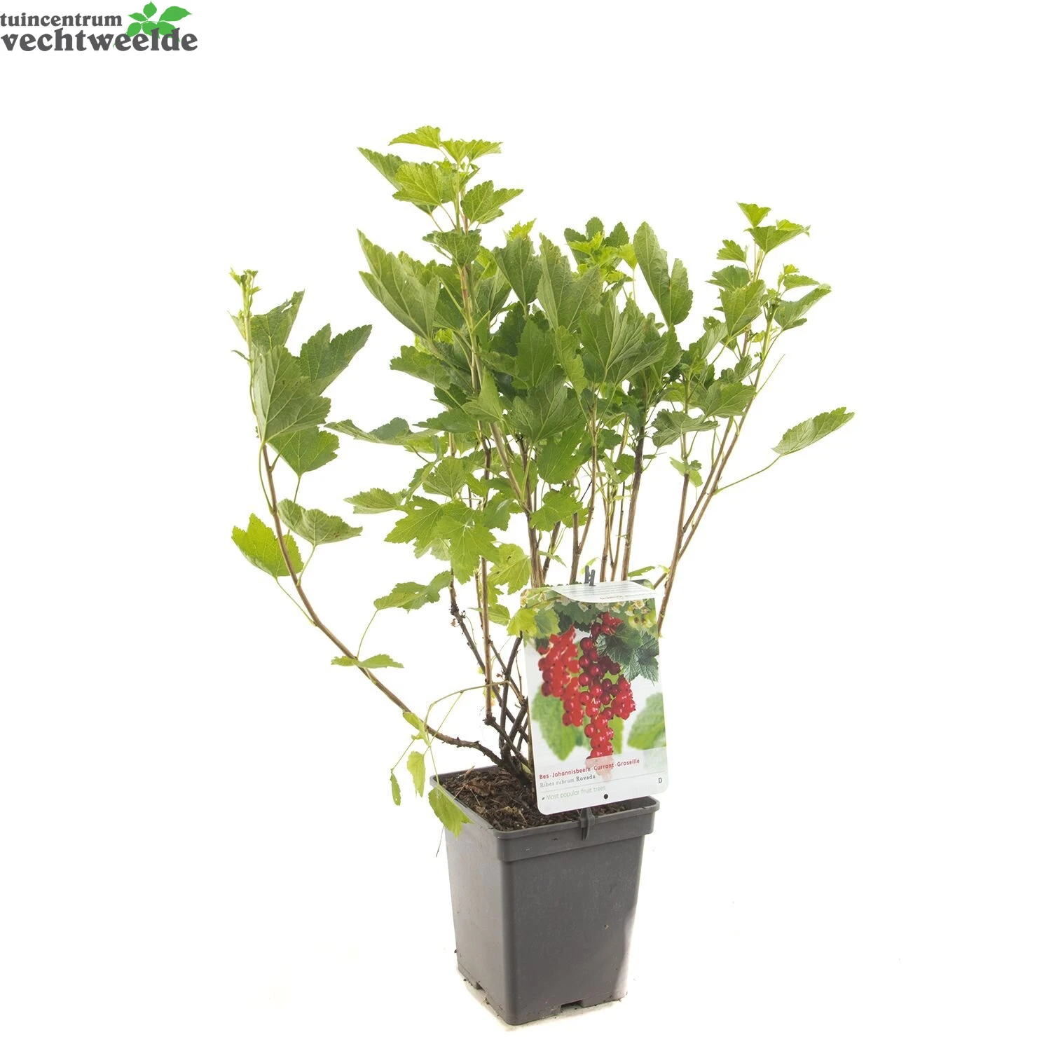 Ribes R. 'Rovada' 5 Ribes R. 'Rovada' - Afbeelding 3