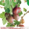 Ribes Uva Cr. Hinnonm Rod Lei Vp5 -Tuinplanten Benodigdheden ribes uva cr hinnonm rod lei vp5 396x573 6206d917c84c6 l