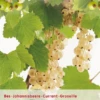 Ribes 'Witte Bes' -Tuinplanten Benodigdheden ribes witte bes 408x565 64564302c5207 l