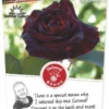 Rosa 'Black Baccara'® -Tuinplanten Benodigdheden rosa black baccara 341x750 62b5d317dabeb l