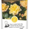 Rosa Golden Parfum Stok100 C3RP -Tuinplanten Benodigdheden rosa golden parfum stok100 c3rp 500x1038 62071b1fb8d39 l