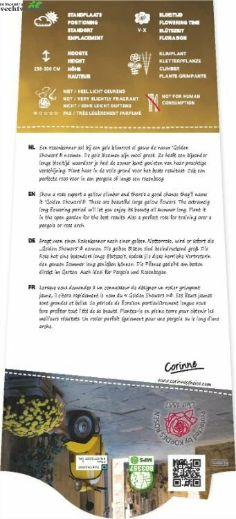 Rosa Golden Showers 4stok VP5L 4 Rosa Golden Showers 4stok VP5L - Afbeelding 2