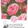 Rosa 'Leonardo Da Vinci'® -Tuinplanten Benodigdheden rosa leonardo da vinci 364x800 640b1da114607 l