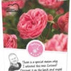 Rosa 'Leonardo Da Vinci'® -Tuinplanten Benodigdheden rosa leonardo da vinci 500x1100 620771b83a6c7 l