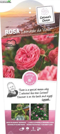 Rosa 'Leonardo Da Vinci'®
