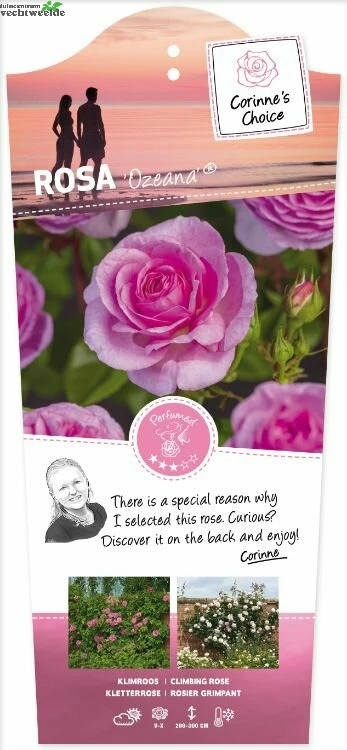 Rosa 'Odelia'(TM) Renaissance® 3 Rosa 'Odelia'(TM) Renaissance®