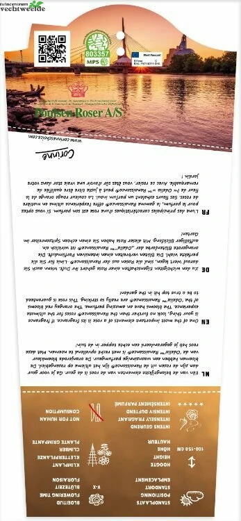 Rosa 'Odelia'(TM) Renaissance® 4 Rosa 'Odelia'(TM) Renaissance® - Afbeelding 2