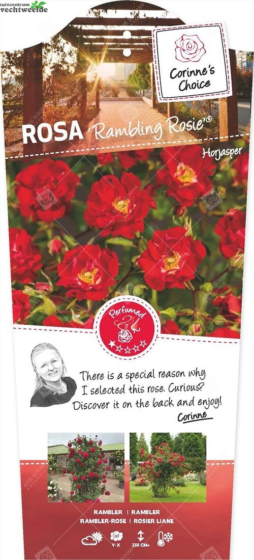 Rosa Rambling Rosie Stok100 C3RP 3 Rosa Rambling Rosie Stok100 C3RP